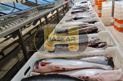 Balık Ve Su Soğuk Hava Deposu