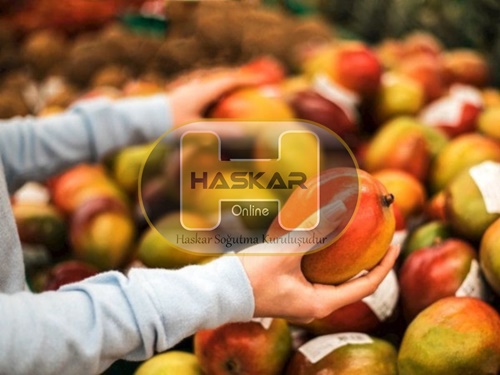 Mango Soğuk Hava Deposu 1