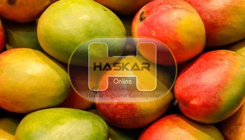 Mango Soğuk Hava Deposu
