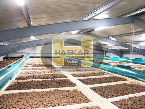 Patates  / Patato Soğuk Hava Deposu 1 